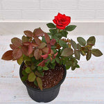  fresh cut stems of Rose of Heaven flowers in floral bouquet


 