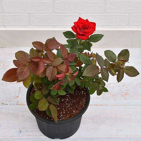  fresh cut stems of Rose of Heaven flowers in floral bouquet


 