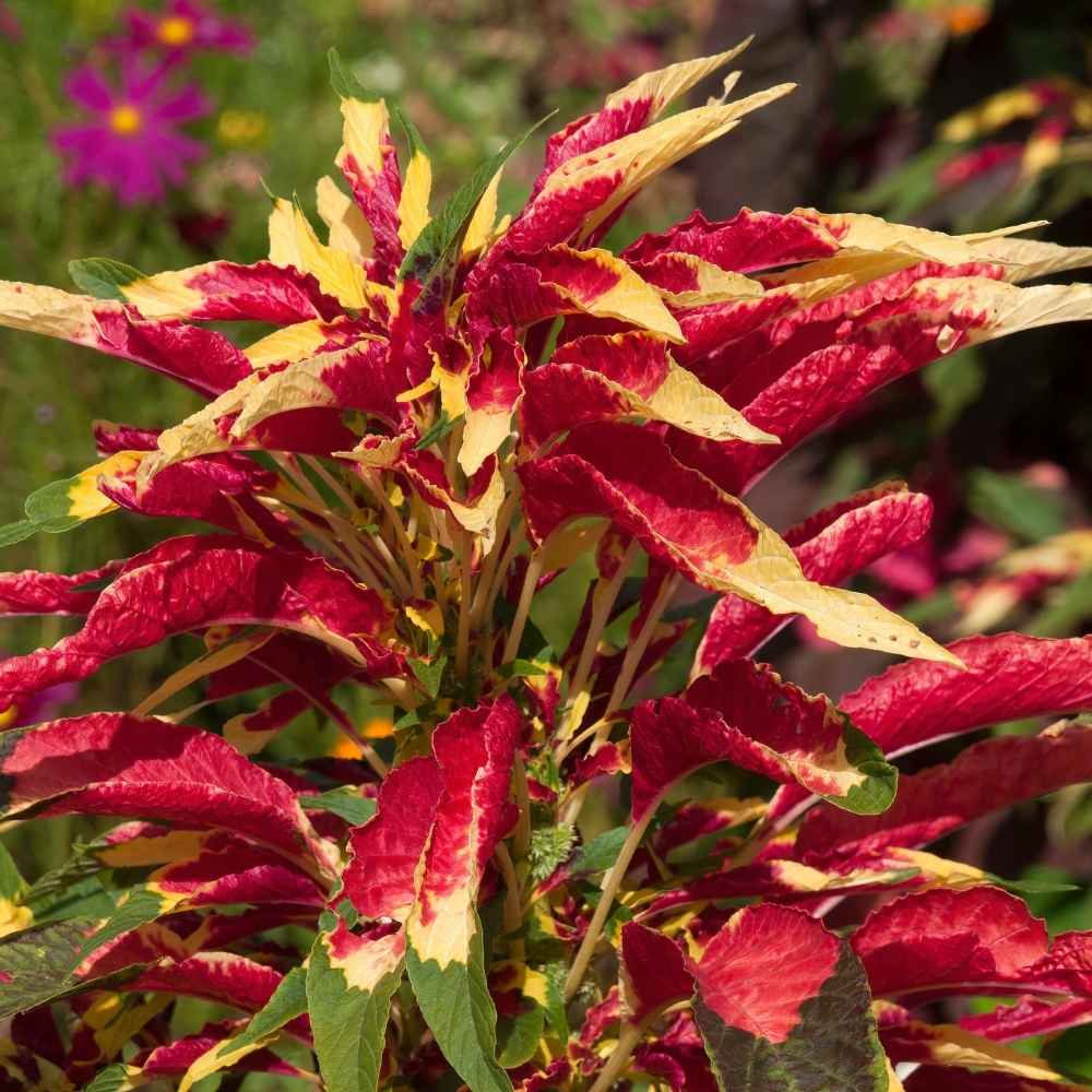 Red round leaf Amaranth seeds suitable for home gardening