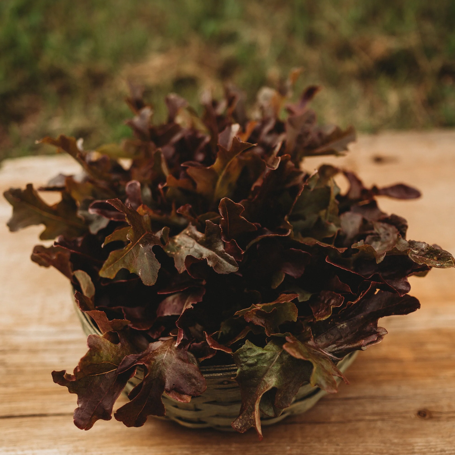 Red Lettuce Salad Bowl Seeds for Planting-Heirloom & Non-GMO Seeds for planting