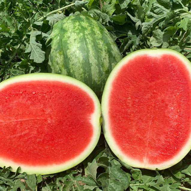 Fresh red seedless watermelon harvested from garden