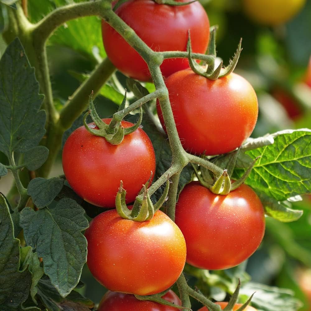 Non-GMO hybrid tomato seeds for high-yield warm season planting