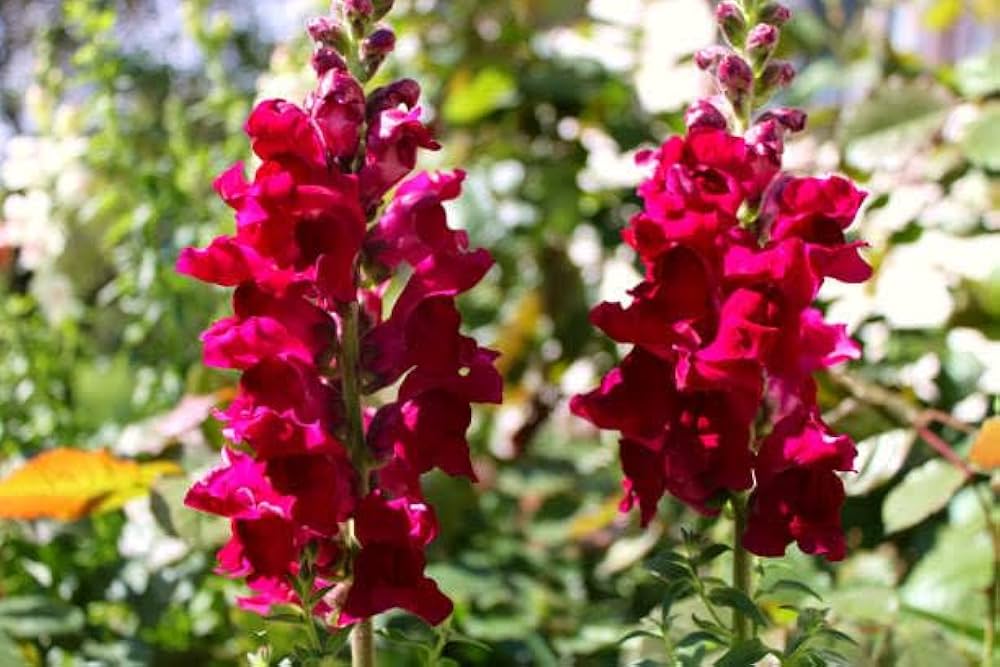 Red snapdragon flower Antirrhinum majus seeds for planting in colorful garden beds or cottage - style planters - Dharaseeds