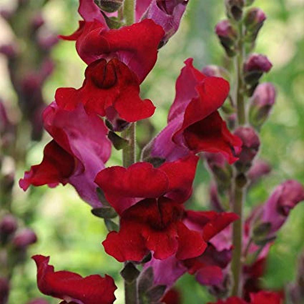 Red snapdragon flower Antirrhinum majus seeds for planting in colorful garden beds or cottage - style planters - Dharaseeds