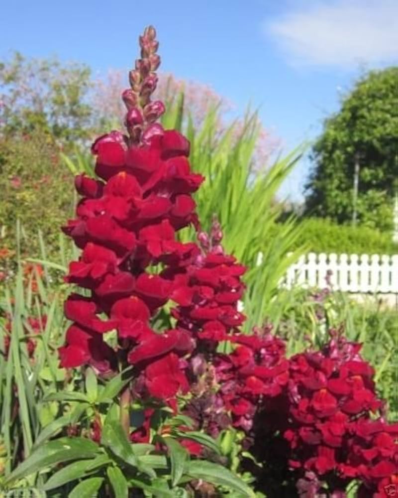 Red snapdragon flower Antirrhinum majus seeds for planting in colorful garden beds or cottage - style planters - Dharaseeds