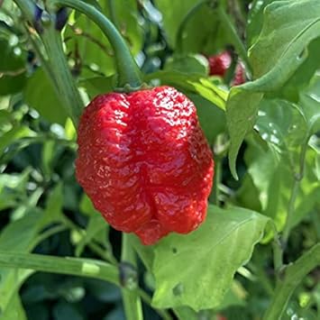 Red Trinidad Vegetable Seeds for Planting - 100 Pcs pcs - Dharaseeds