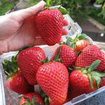 Red variety strawberry seeds for outdoor garden beds