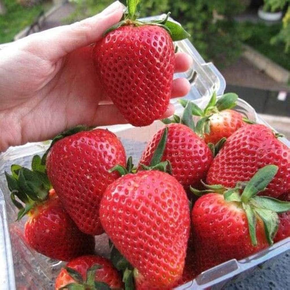 Red variety strawberry seeds for outdoor garden beds