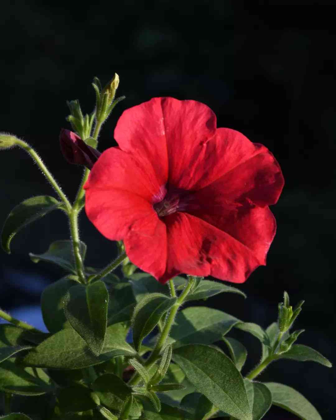 wave petunia flower seeds Red Wave Petunia Petunia hybrida flower seeds for hanging baskets and home garden pots