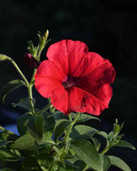Red Wave Petunia Petunia hybrida flower seeds for hanging baskets and home garden pots - Dharaseeds