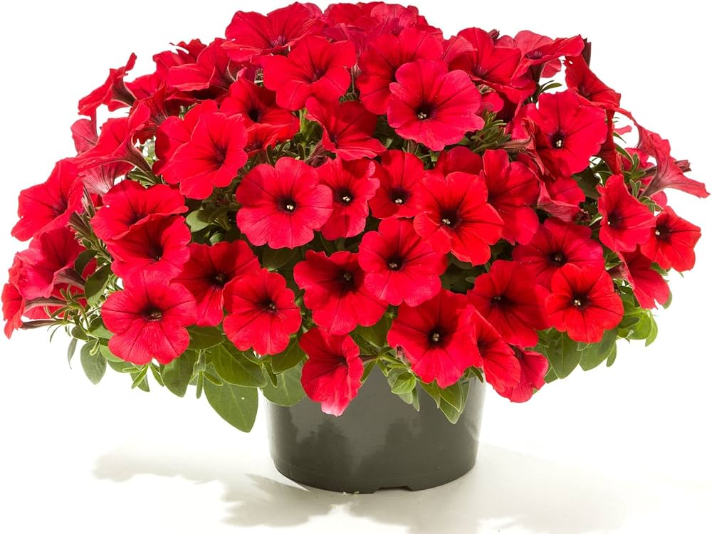 Red Wave Petunia Petunia hybrida flower seeds for hanging baskets and home garden pots - Dharaseeds