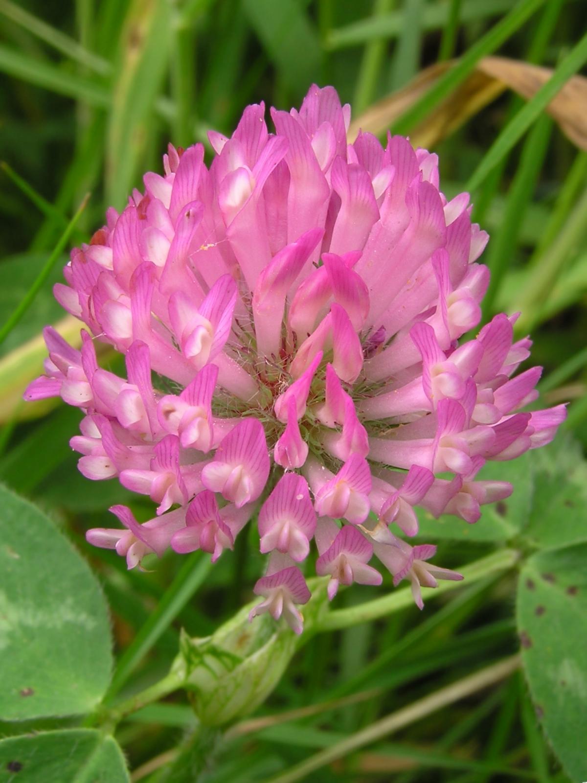 Perennial Red Clover Seeds