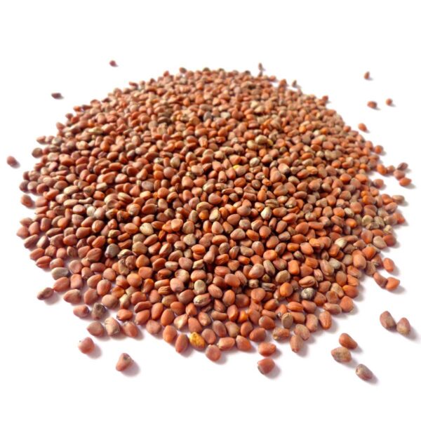 organic-spicy-china-rose-radish-peppery-seeds


