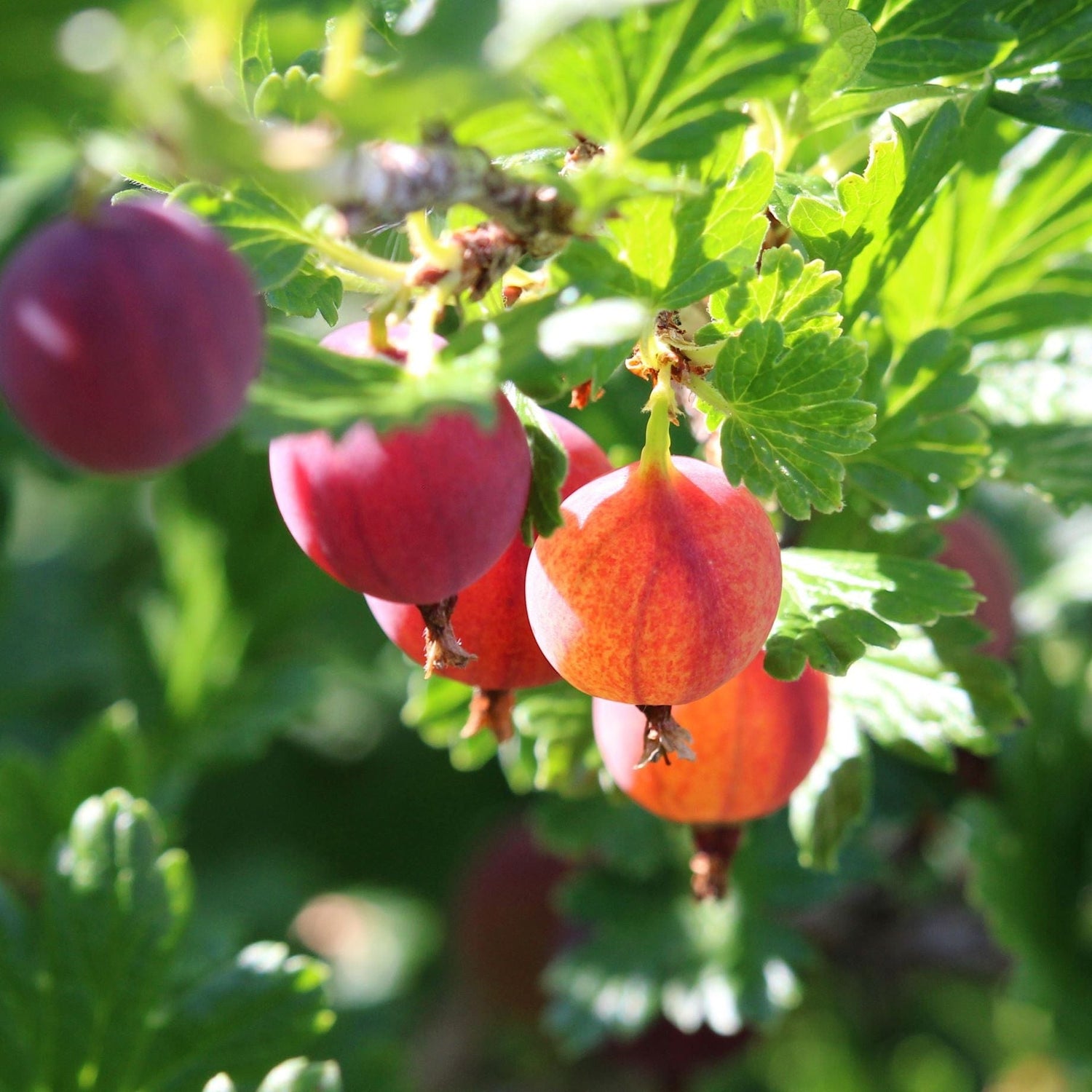 Falmouth Gooseberry (Ribes uva-crispa)