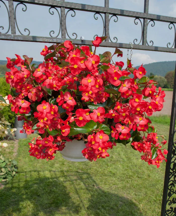 Red with Green Leaf Begonia Seeds