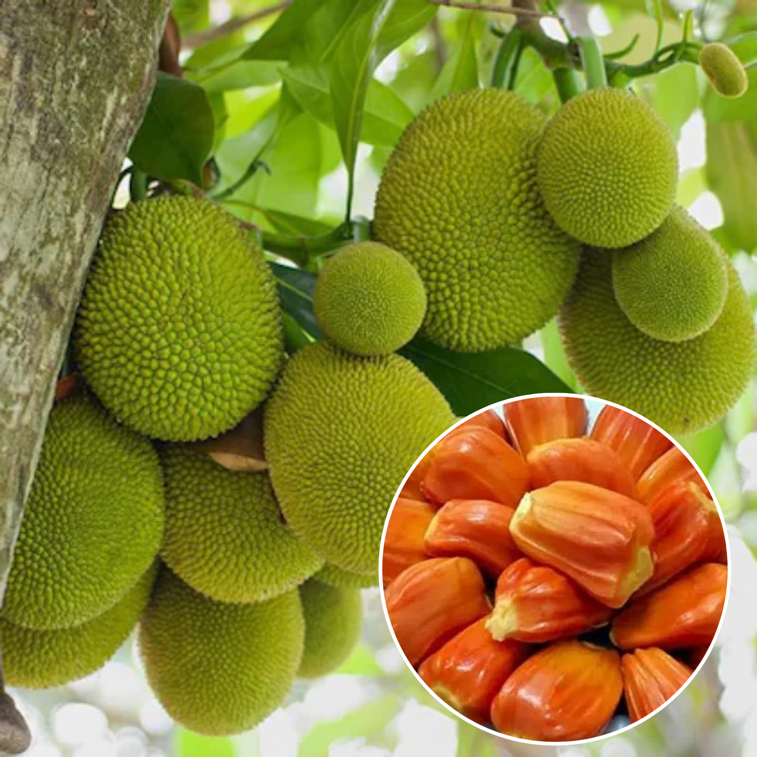 Jackfruit (Artocarpus heterophyllus)