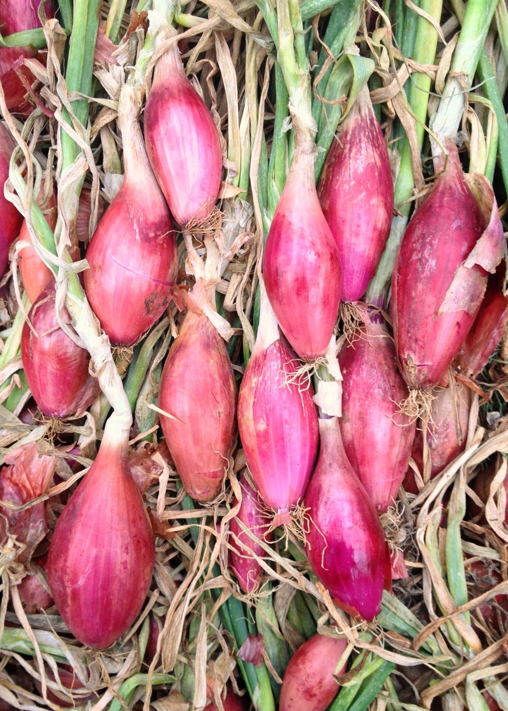 Onion Allium cepa Red Long Tropea vegetable seeds for planting in home garden or kitchen garden beds