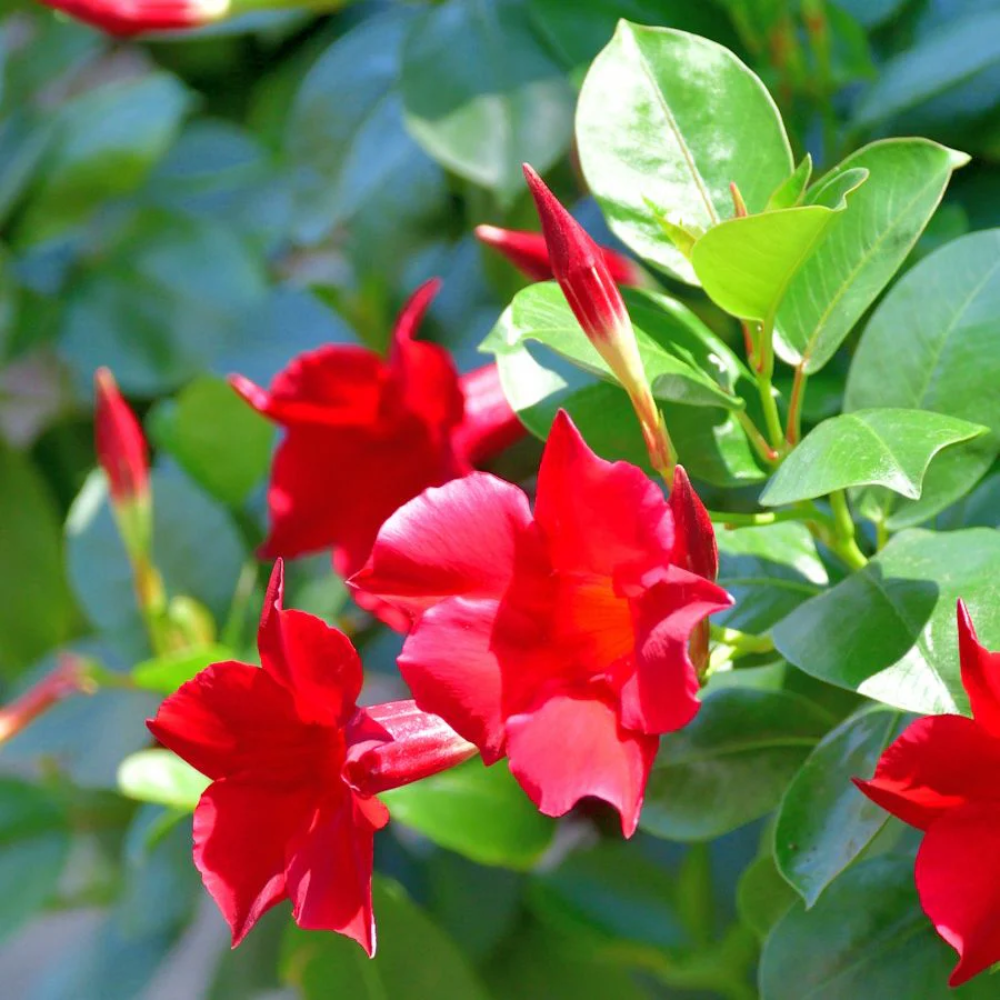 Dipladenia Flower Seeds for Garden Planting - NON GMO Seeds