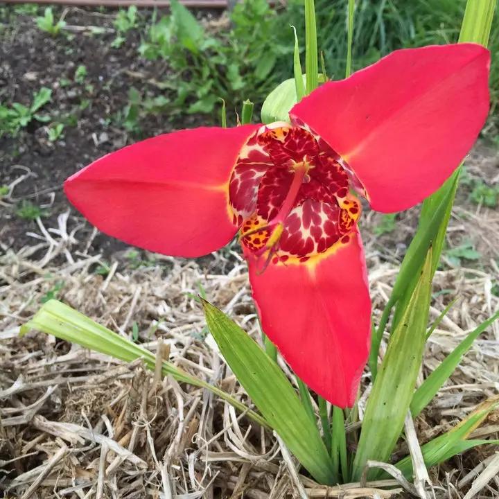 Red Tigridia Pavonia Flower Seeds for Planting, NON GMO Seeds Dhara Seeds