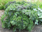 Cool season redbor kale seeds for spring and fall gardens