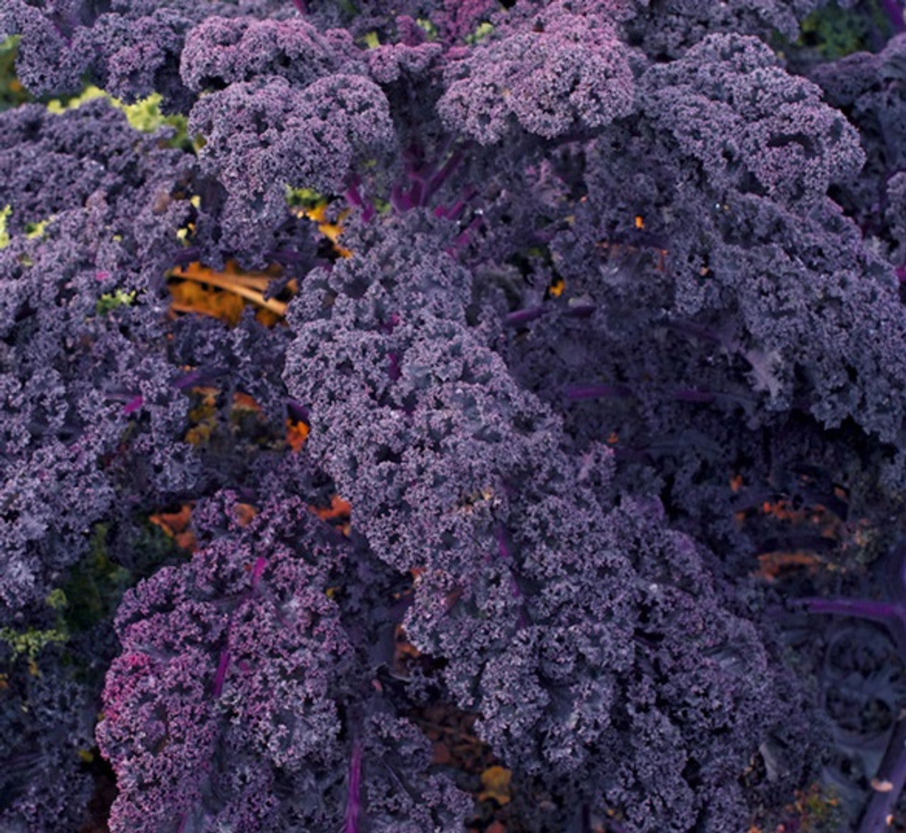 Heirloom redbor kale seeds with high germination