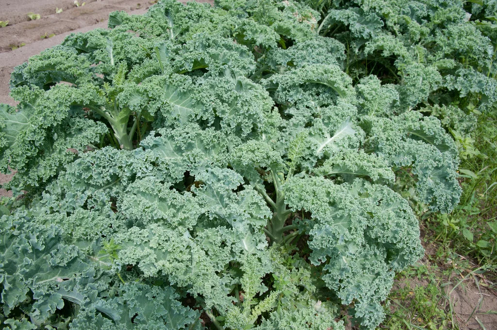 High germination redbor kale seeds for reliable growth