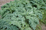 High germination redbor kale seeds for reliable growth