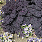 Redbor kale seeds for organic home garden growing