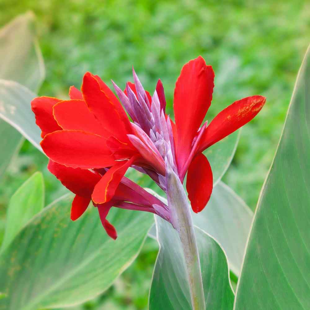 Canna Red Bold Bloom Plant Seeds