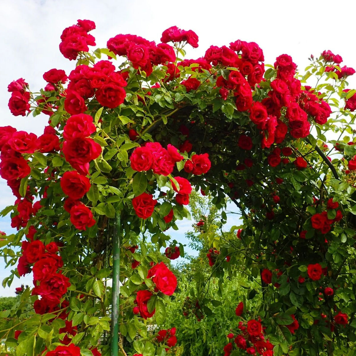 Climbing Rose Multiflora Flower Seeds for Planting in Vertical Garden and Backyard Trellises