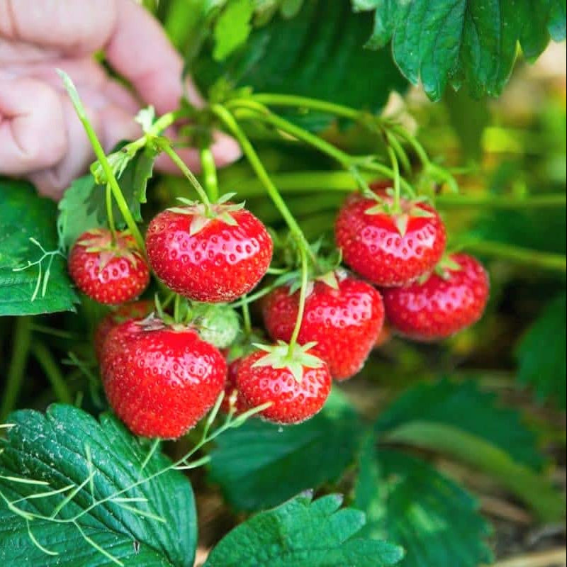 Reflowering strawberry plants ideal for small kitchen gardens