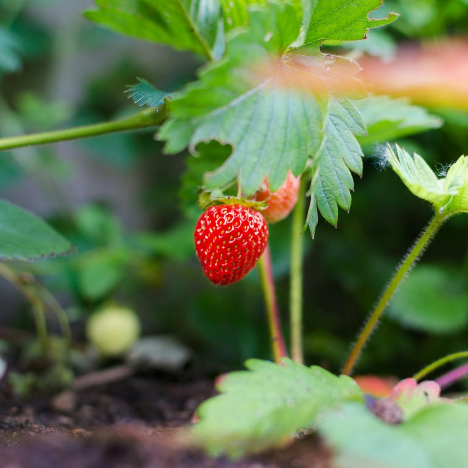Reflowering strawberry seeds Fragaria ananassa for kitchen garden planting