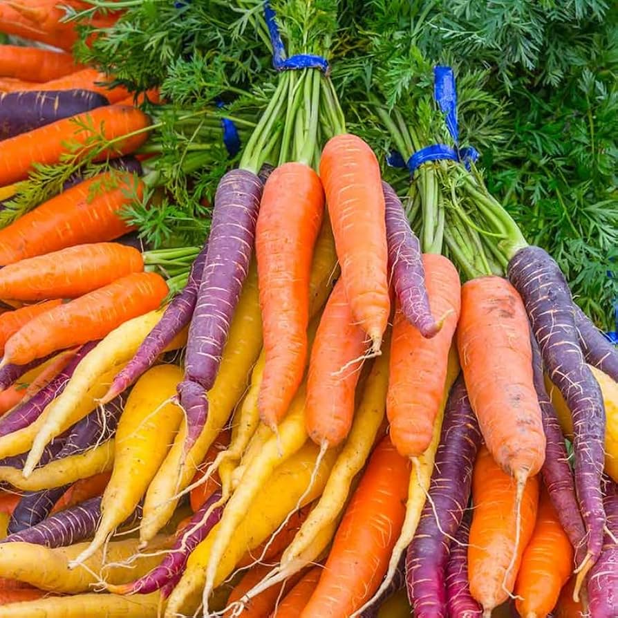 Regenbogen Mix Heirloom Carrot Seeds – Multi - Color Carrots with Old - World Flavor - Dharaseeds