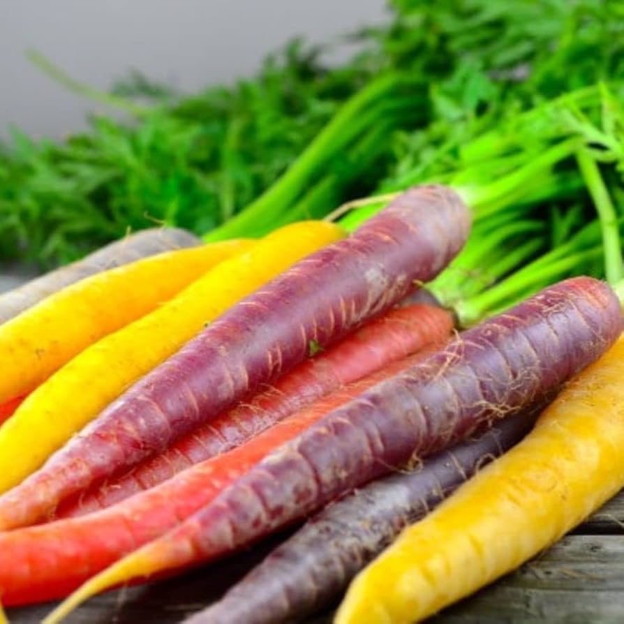 Regenbogen Mix Heirloom Carrot Seeds – Multi - Color Carrots with Old - World Flavor - Dharaseeds