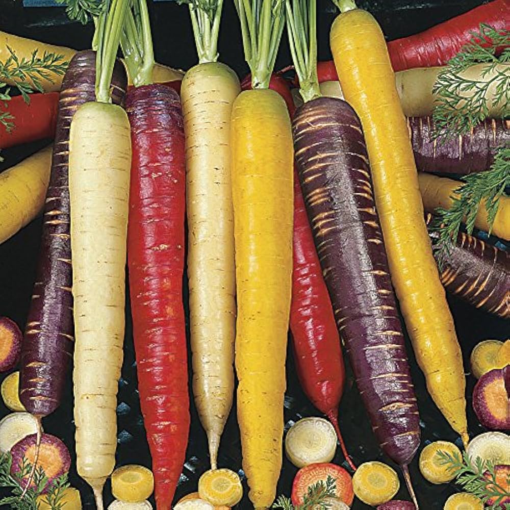 Regenbogen Mix Heirloom Carrot Seeds – Multi - Color Carrots with Old - World Flavor - Dharaseeds