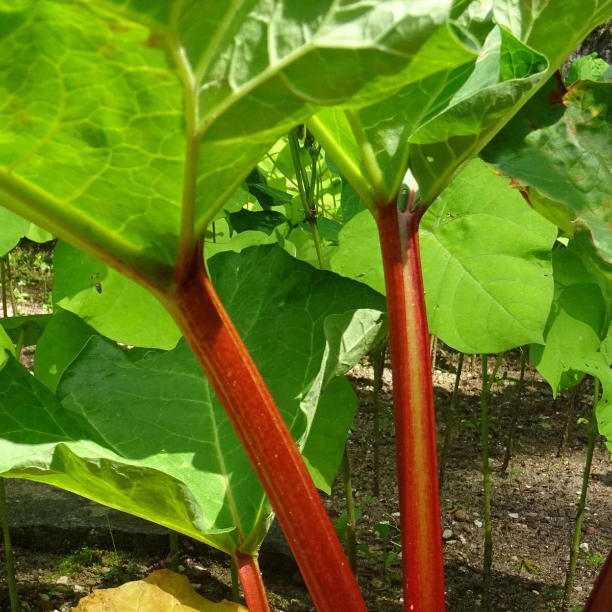 Victoria Rhubarb Seed