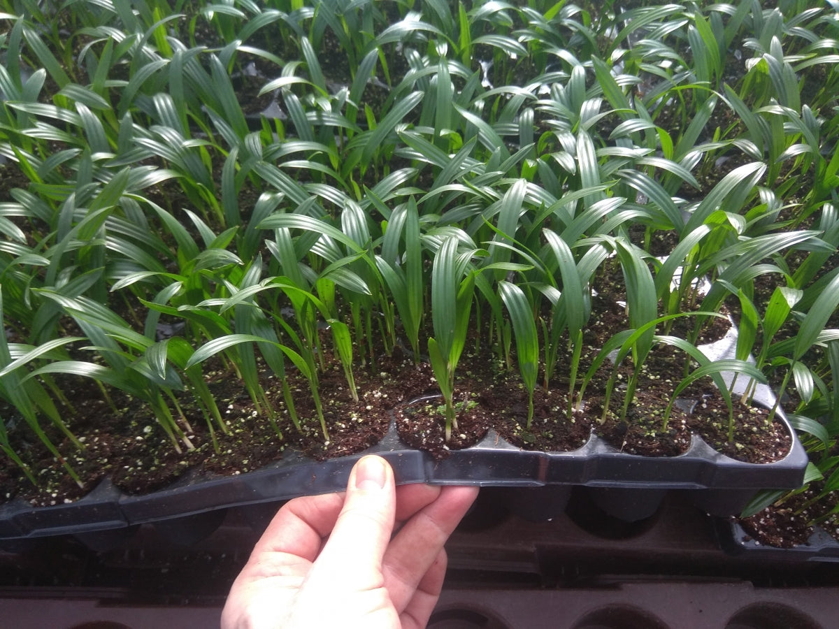 Rhapis Plant Seeds for Planting -Hierloom Seeds