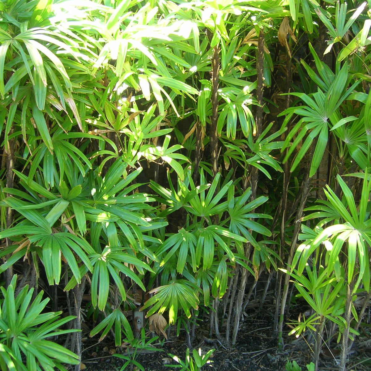 Green Rhapis Palm Plant Seeds for Indoor and Tropical Gardens – Fresh Herb for Your Garden