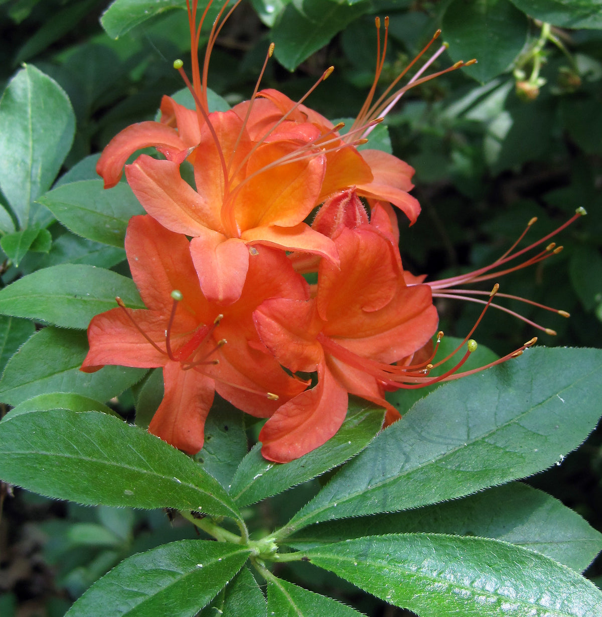 Cumberland Rhododendron Beautiful Flower Seeds for Gardening your Back Yard Space