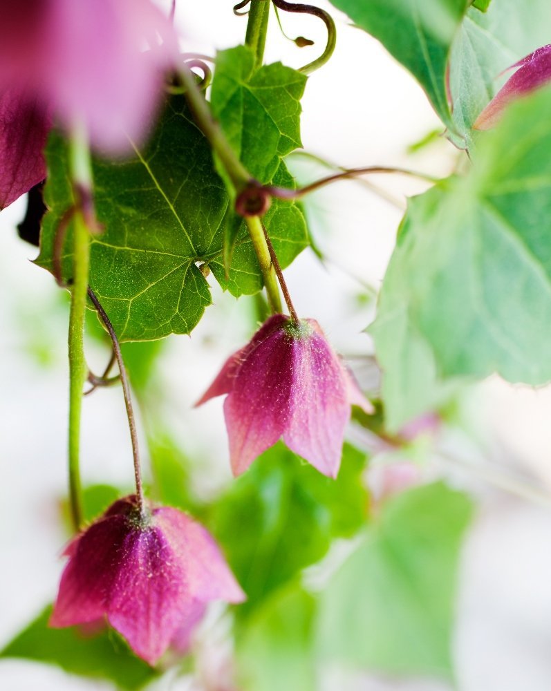 Rhodochiton Bell Vine flower seeds – rare purple climbing ornamental - Dharaseeds