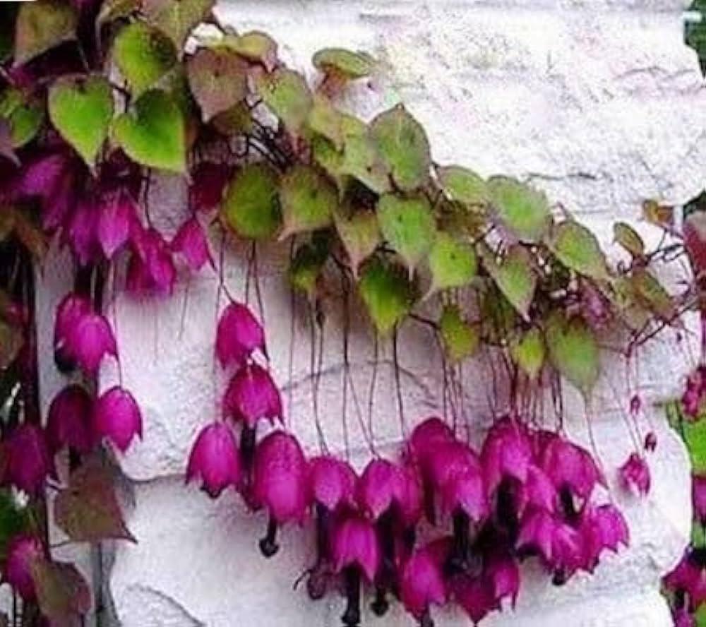Rhodochiton Purple Bell Vine seeds – ornamental climber with exotic blooms - Dharaseeds