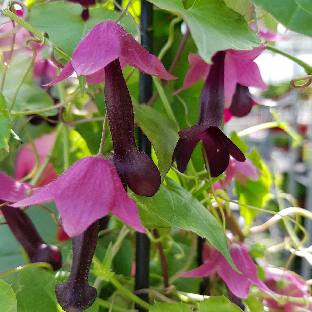 Rhodochiton Purple Bell Vine seeds – ornamental climber with exotic blooms - Dharaseeds