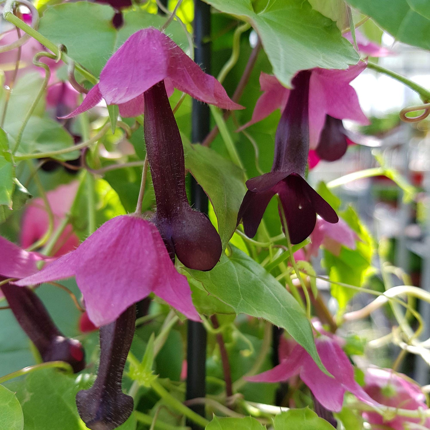 Rhodochiton Purple Bell Vine seeds – ornamental climber with exotic blooms - Dharaseeds