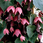 Rhodochiton Purple Bell Vine seeds – ornamental climber with exotic blooms - Dharaseeds