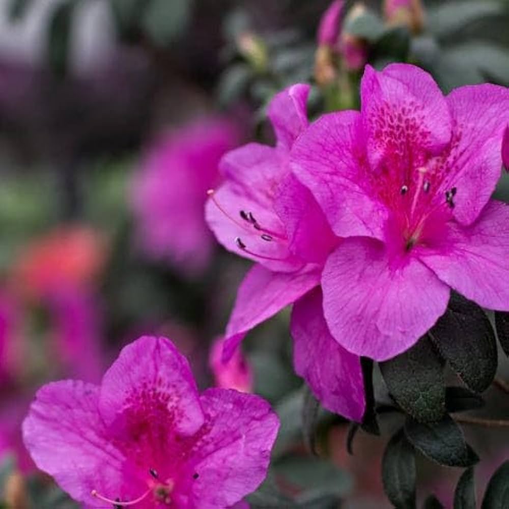 Rhododendron azalea Rhododendron simsii flower seeds for planting in home garden or shaded backyard spaces - Dharaseeds