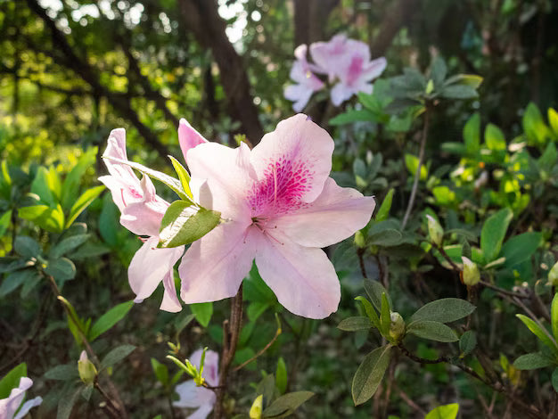 Azalea Rhododendron Simsii Flowering Seeds For Planting and Beautiful Gardening