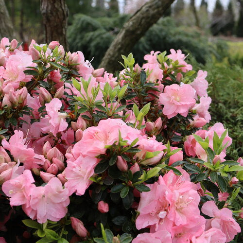 Rhododendron Pink Carpet Azalea