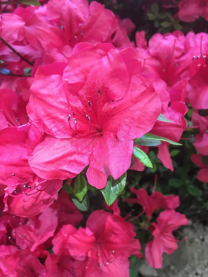 Azalea Rhododendron Simsii Flowering Seeds For Planting and Beautiful Gardening