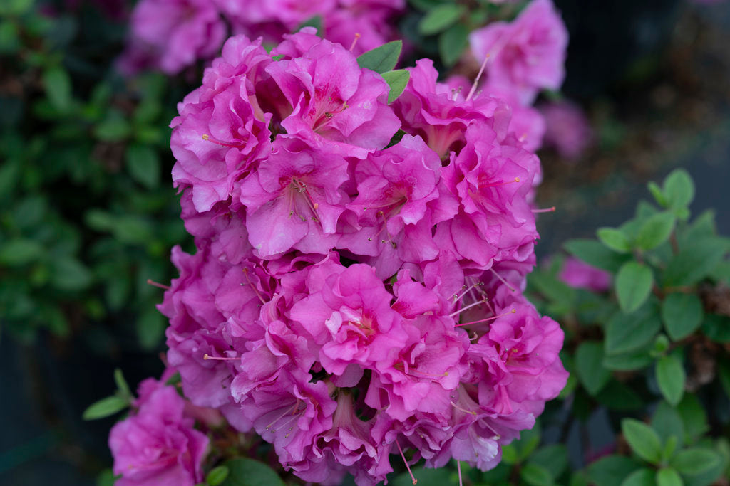 Rhododendron Double Purple Azalea