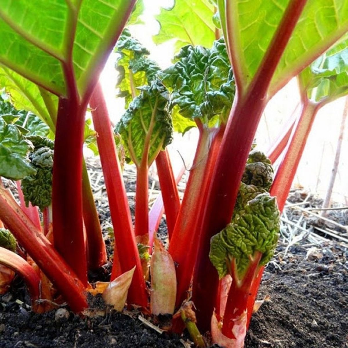 Rhubarb Seeds - Victoria